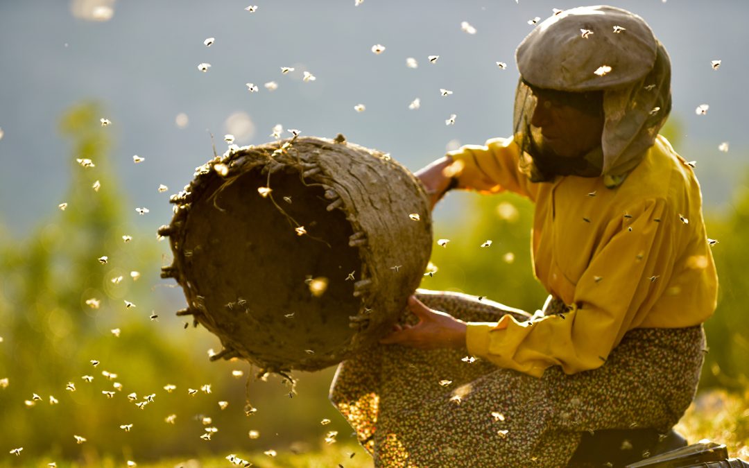 HONEYLAND – A TERRA DO MEL